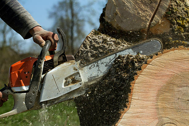 The Steps Involved in Our Tree Care Process in Oconto, WI